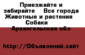 Приезжайте и забирайте. - Все города Животные и растения » Собаки   . Архангельская обл.